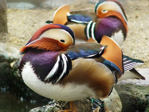 362229 (a): :1600x1200
